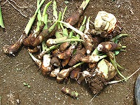 2002/09/satoimo_s.jpg