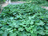 2002/09/satumabatake.jpg