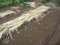 2002/09/tanemaki_a.jpg