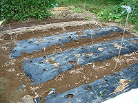 2002/09/tanemaki_b.jpg