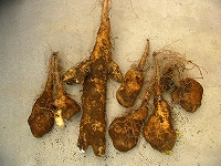 2002/10/1021tororo.jpg