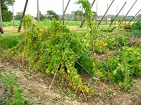 2002/10/102tororo.jpg