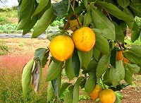 2002/10/gozengaki.jpg