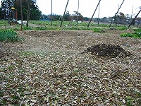 2002/11/1121ochiba.jpg