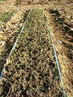 2002/11/1129tamanegi.jpg