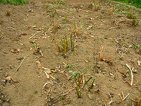 2002/11/asupara_kirimodoshi.jpg