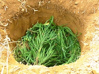 2002/11/taneimohokan.jpg