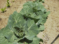 2002/12/cabetsu.jpg