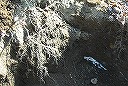 �N���b�N����Ƒ傫���摜���\������܂�