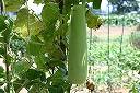 �N���b�N����Ƒ傫���摜���\������܂�