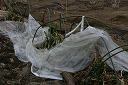 �N���b�N����Ƒ傫���摜���\������܂�