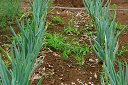 �N���b�N����Ƒ傫���摜���\������܂�